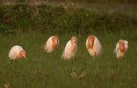 Cattle Egret Bubulcus ibis 황로