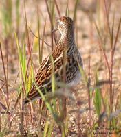 Long-toed Stint Calidris subminuta 종달도요