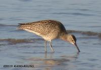 Whimbrel Numenius phaeopus 중부리도요