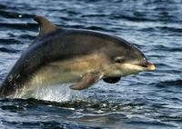Bottlenose dolphin on the Moray Firth