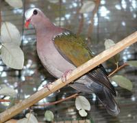 Emerald Dove Chalcophaps indica