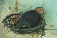 Ruddy Quail Dove Geotrygon montana