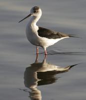 Black-winged Stilt (Himantopus himantopus)