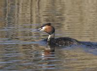 Great Crested Grebe (Podiceps cristatus)