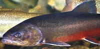 Arctic Char - Landlocked Salvelinus alpinus