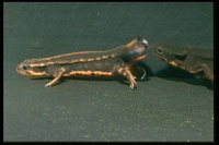 : Cynops ensicauda ensicauda