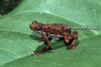 : Pelophryne signata; Southeast Asian Toadlet