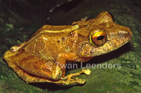 : Pristimantis cerasinus