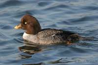 : Bucephala islandica; Barrow's Goldeneye