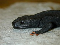 : Tylototriton asperrimus; Black Knobby Newt