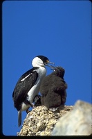 : Phalacrocorax bransfieldensis; Antarctic Blue Eyed Cormorant