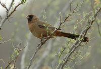 : Pipilo aberti; Abert's Towhee