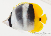 : Chaetodon ulietensis