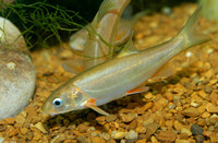 : Gila nigrescens; Chihuahua Chub