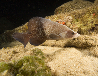 : Rypticus saponaceus; Great Soapfish