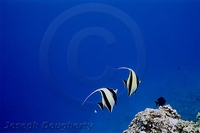 : Zanclus cornutus; Moorish Idol