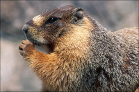 : Marmota flaviventris; Yellow-bellied Marmot