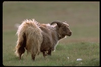 : Ovis aries; Icelandic Sheep