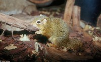 : Paraxerus cepapi; Bush Squirrel