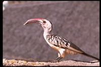 : Tockus erythrorhynchus; Red-billed Hornbill