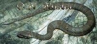 : Acanthophis laevis; Smooth-scaled Death Adder