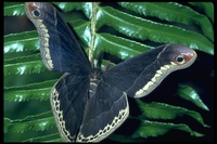 : Callosamia promethea; Spice-bush Silk moth
