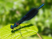 : Calopteryx virgo