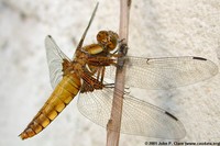 : Libellula depressa; Broad-bodied Chaser