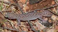 : Diplodactylus conspicillatus; Fat-tailed Gecko