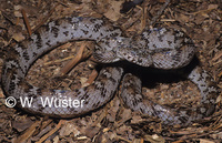 : Telescopus variegatus; Cat Snake
