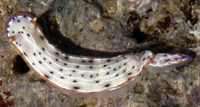 : Hypselodoris maculosa