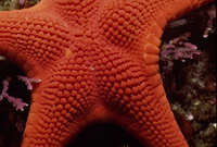 : Mediaster aequalis; Red Sea Star