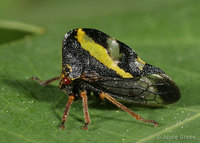 : Smilia camelus; Treehopper