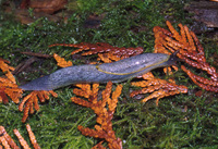 : Prophysaon foliolatum; Yellow-bordered Taildropper