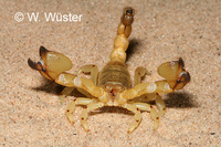 : Scorpio maurus; Scorpion