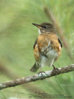 Brown-headed Thrush (female) Scientific name - Turdus chrysolaus