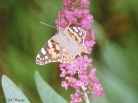 Painted Lady Cynthia cardui