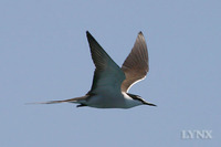 Bridled Tern 褐翅燕鷗