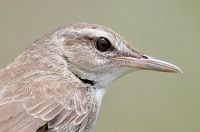 Pleske's Warbler » Locustella pleskei