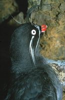 Whiskered Auklet (Aethia pygmaea)