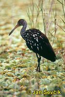 Photo of kurlan chřástalovitý, Aramus guarauna, Limpkin, Carrao, Rallenkranich.