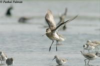 Asian Dowitcher » Limnodromus semipalmatus