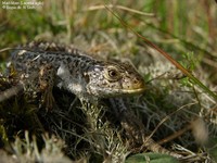 Markfirben (Lacerta agilis) Foto/billede af