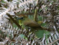 ムナフムシクイチメドリ Striped Tit-Babbler Macronous gularis