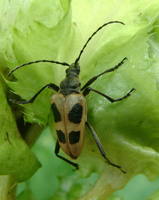 Pachyta quadrimaculata