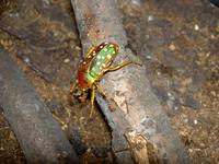 Stephanorrhina princeps bamptoni