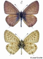 Leptotes pirithous - Lang's Short-tailed Blue