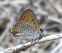 Lycaena thersamon omphale