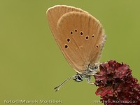 Maculinea nausithous - Dusky Large Blue