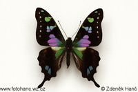 Graphium weiskei - Purple Mountain Emperor